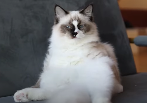 Ragdoll Cat Being Overweight