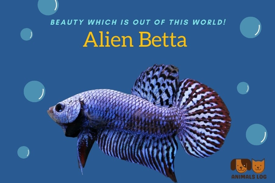 Alien Betta