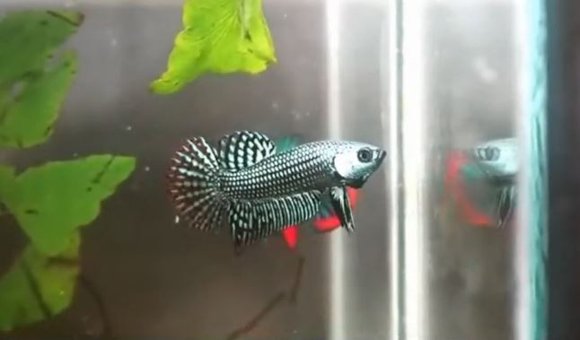 alien betta