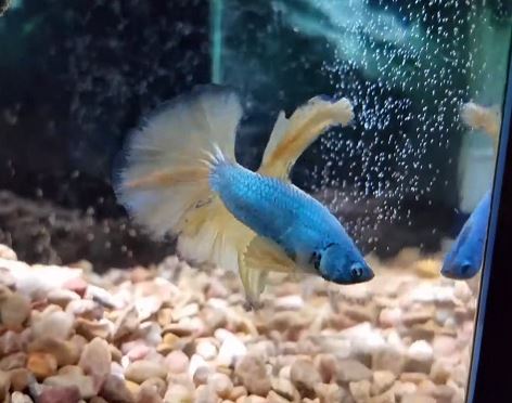 Best Tank Conditions for Paradise Betta