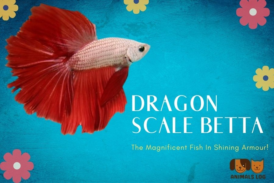 Dragon Scale Betta