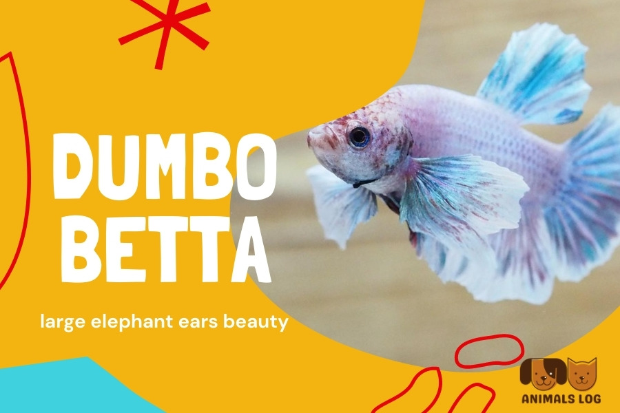 Dumbo Betta