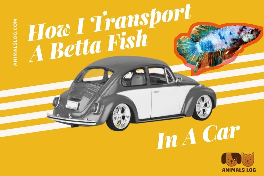 Safe Betta Fish Transport in a Car