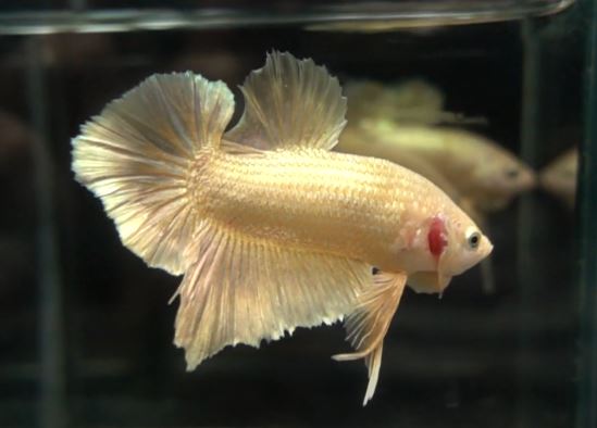 Beautiful Rose Gold Betta 