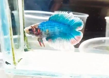 blue cute double tail betta 