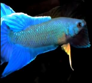 The Appearance of Paradise Betta