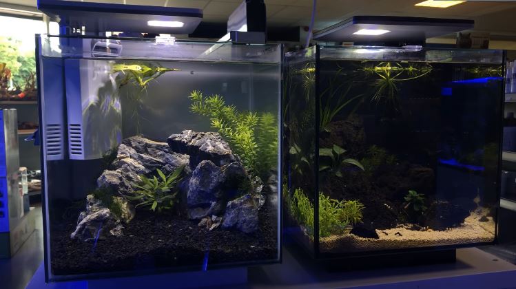 Best Tank Condition for Penang Betta