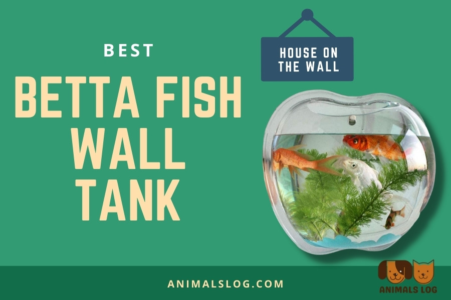 Betta Fish Wall Tank