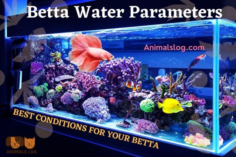 Betta Water Parameters Best Conditions for Your Betta Animals Log