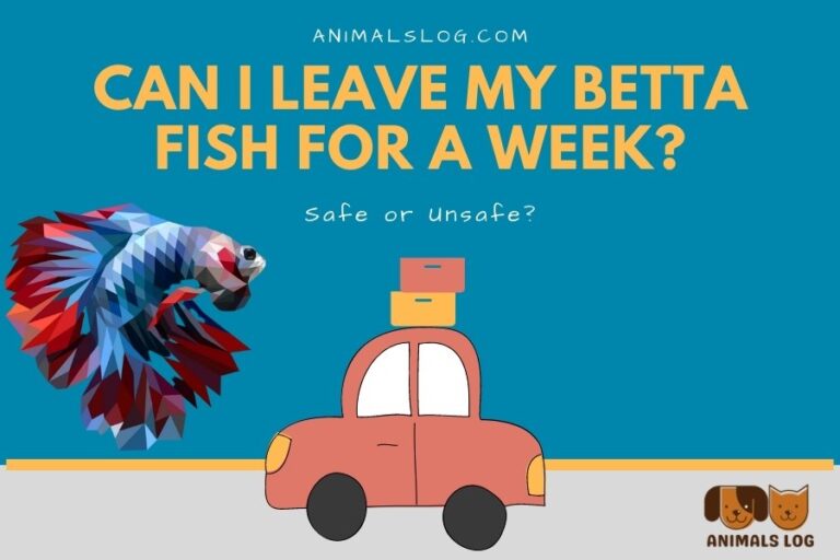 Can I Leave My Betta Fish for a Week? Safe or Unsafe? Animals Log