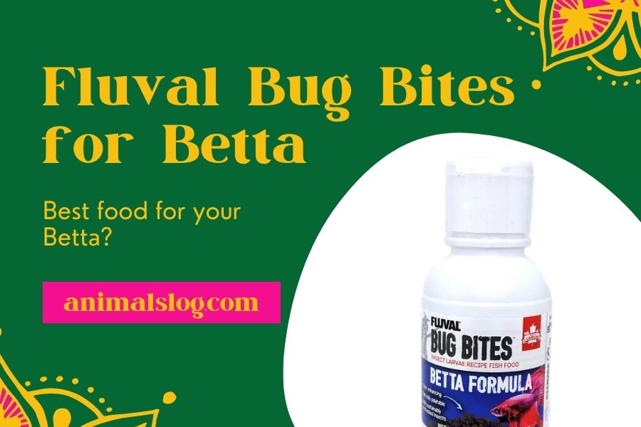 Fluval Bug Bites for Betta: Best food for your Betta? - Animals Log