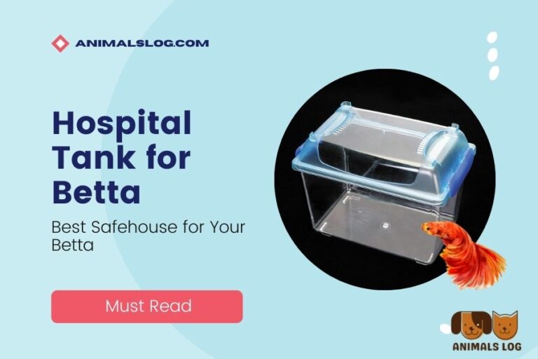 Hospital Tank for Betta Best Safehouse for Your Betta Animals Log