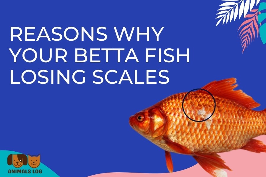 betta fish losing scales