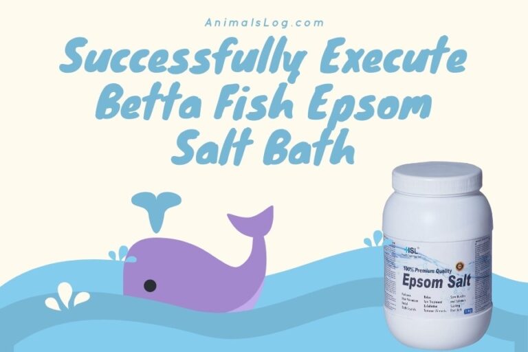 Successfully Execute Betta Fish Epsom Salt Bath Animals Log