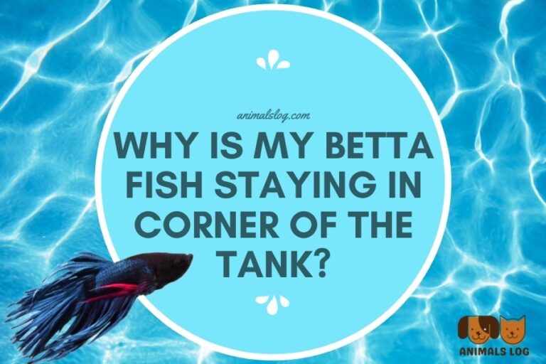 Betta Fish Staying In Corner Of Tank
