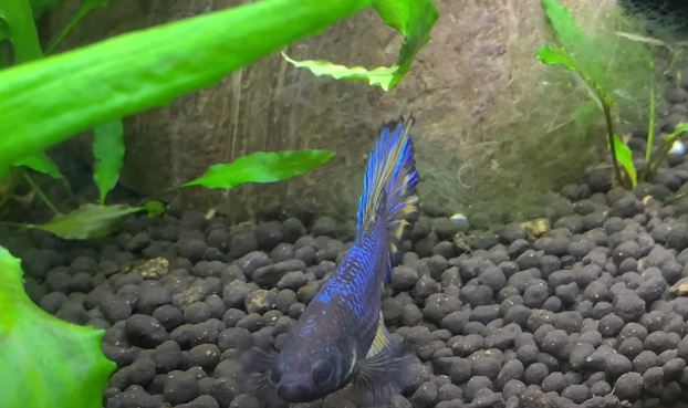 7 Reasons Why Betta Fish Staying in Corner of the Tank - Animals Log