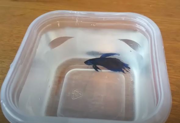 betta fish epsom salt bath