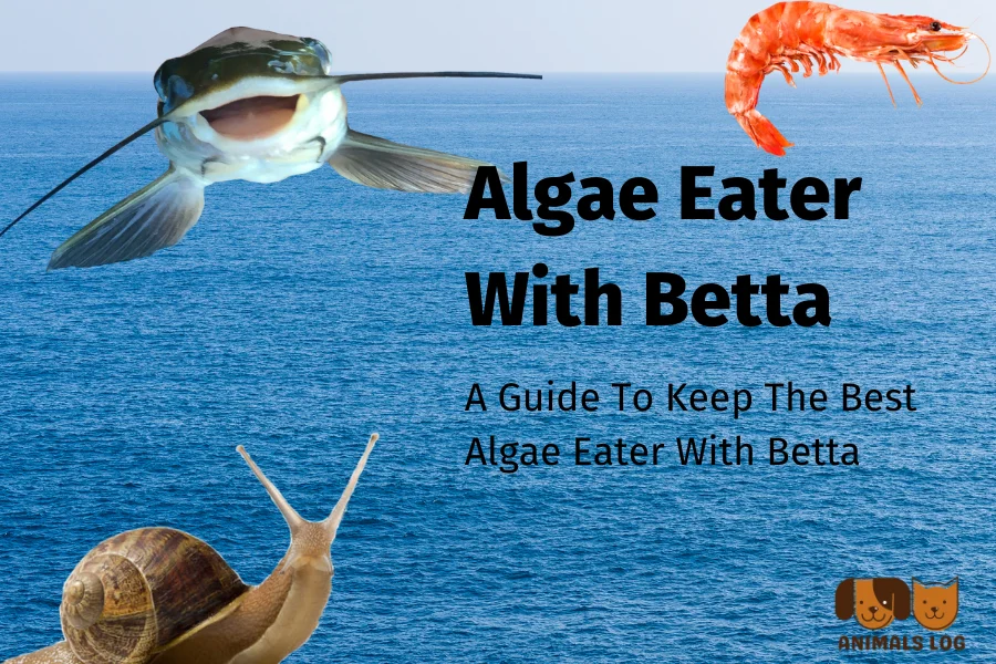 algae Eater With Betta