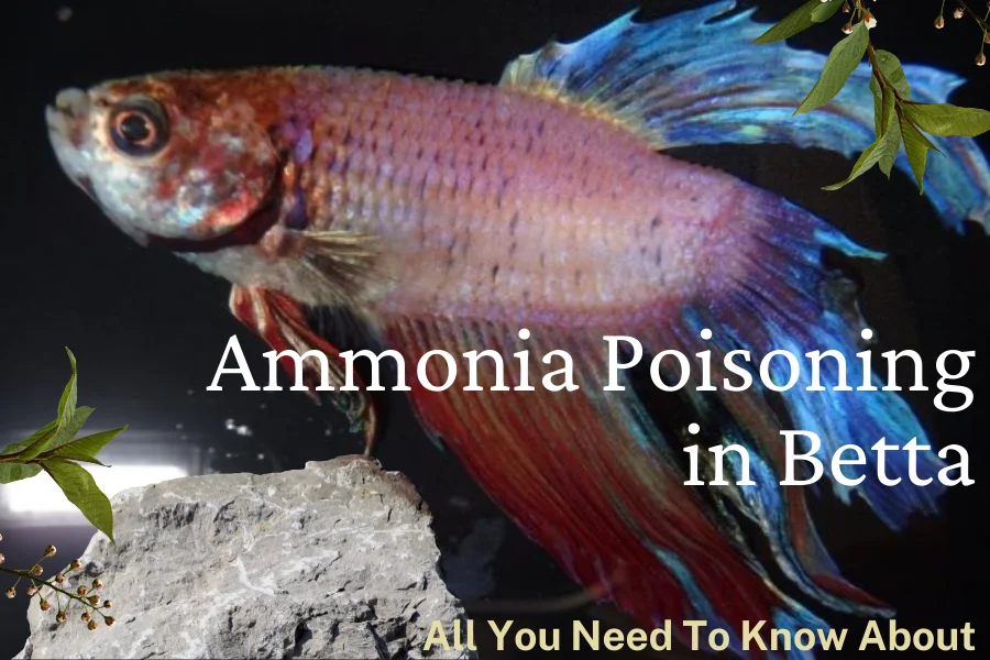 Ammonia Poisoning in Betta
