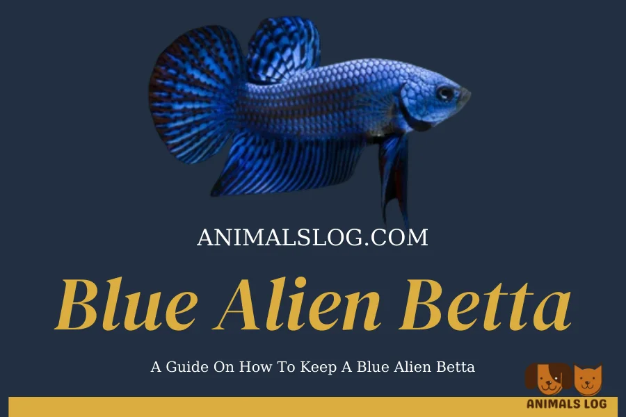 Blue Alien Betta