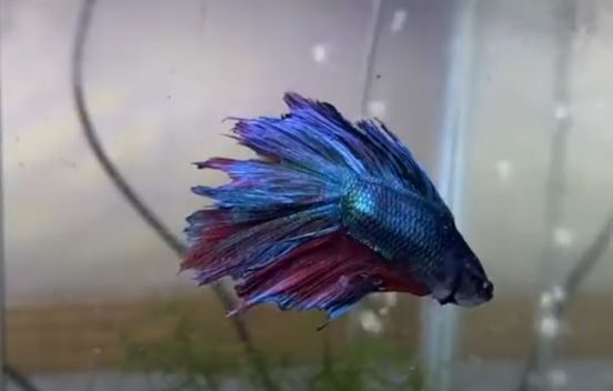 Do Betta Fish Get Lonely - Myth OR Fact? - Animals Log