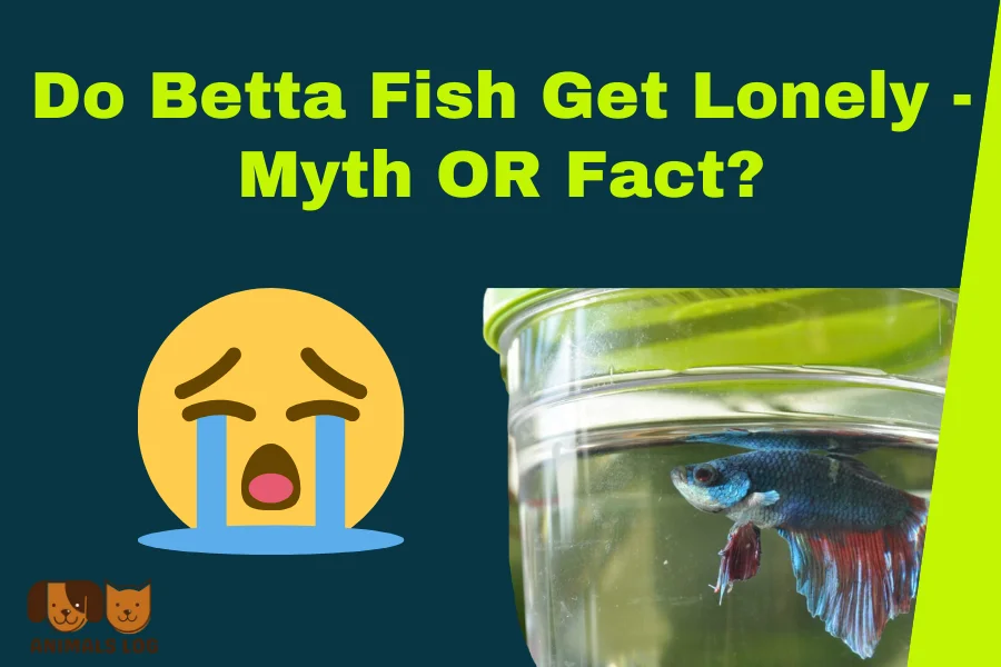 Do Betta Fish Get Lonely