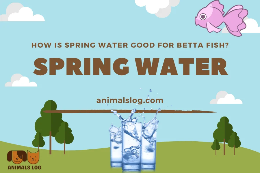 Is Spring Water Good For Betta Fish