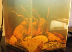 How To Add Tannins For Betta Fish? - Animals Log