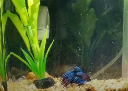 How To Transfer Betta Fish From Cup To Tank and Its Acclimation