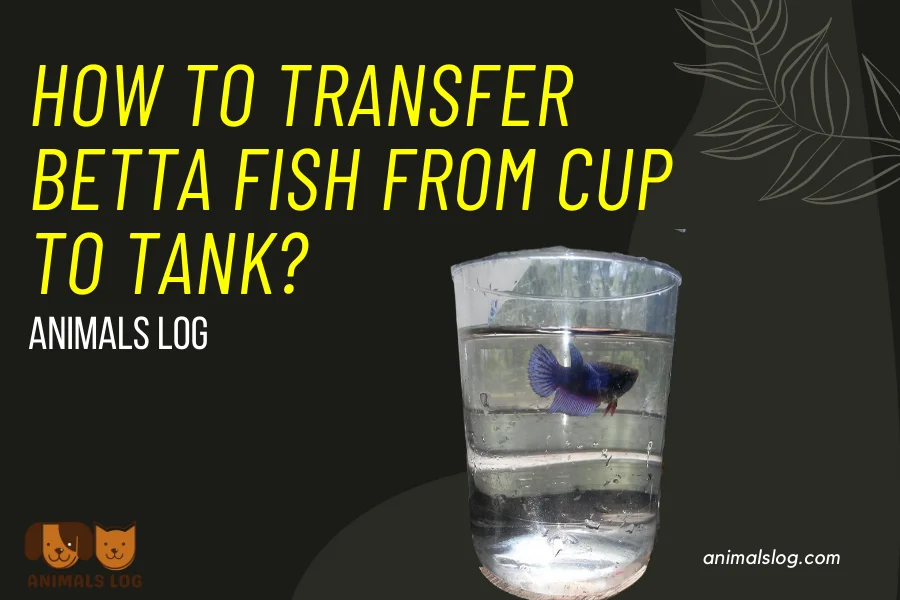 how to transfer betta fish from cup to tank