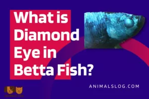 diamond eye betta