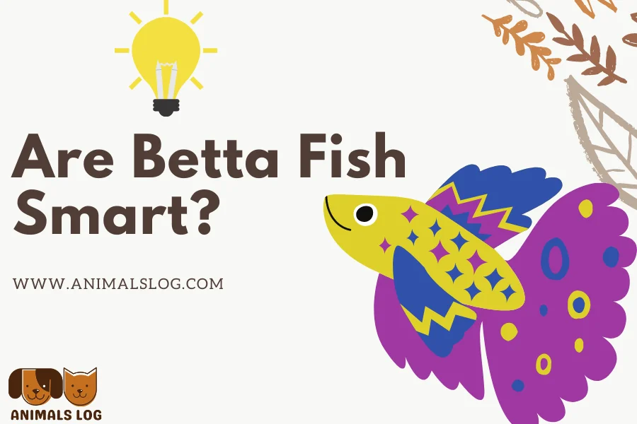 are betta fish smart