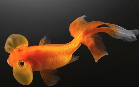 Are Betta Fish Smarter Than Goldfish?