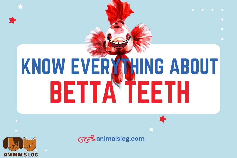 Betta Teeth