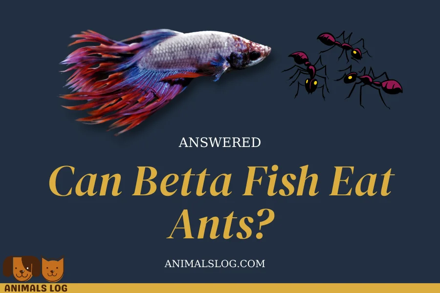 can betta fish eat ants