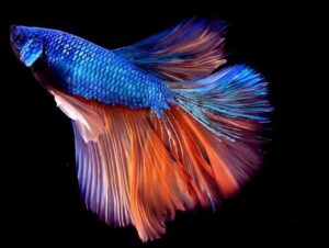 All You Need To Know About Betta Fin Regrowth - Animals Log