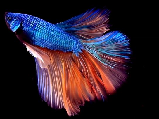 Causes of Fin Loss in Betta Fish