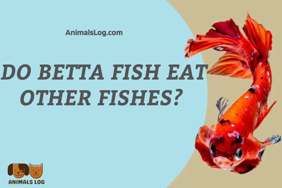 do betta fish eat other fish