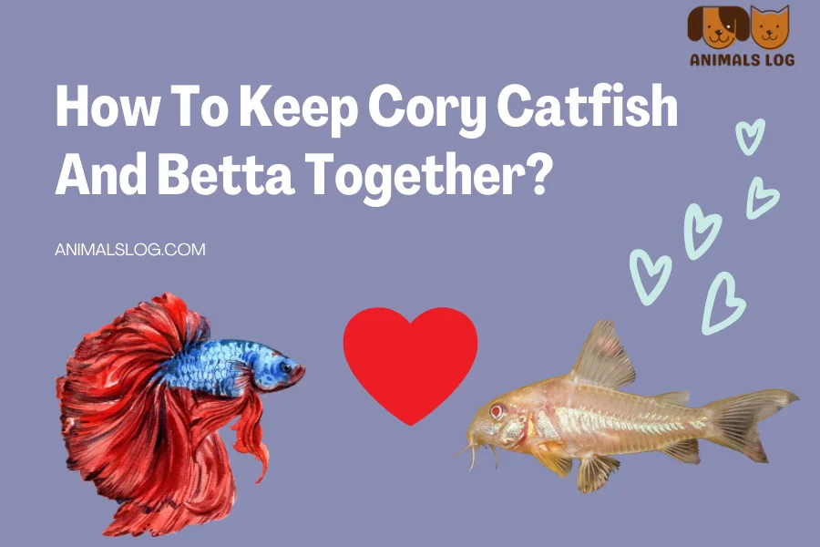 Cory Catfish And Betta