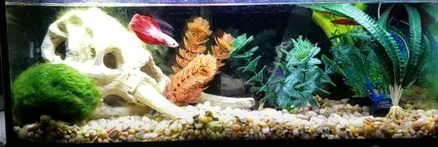 Inadequate Tank Conditions Makes Betta Jumped Out Of Tank
