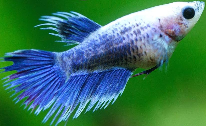 female betta fish eggs