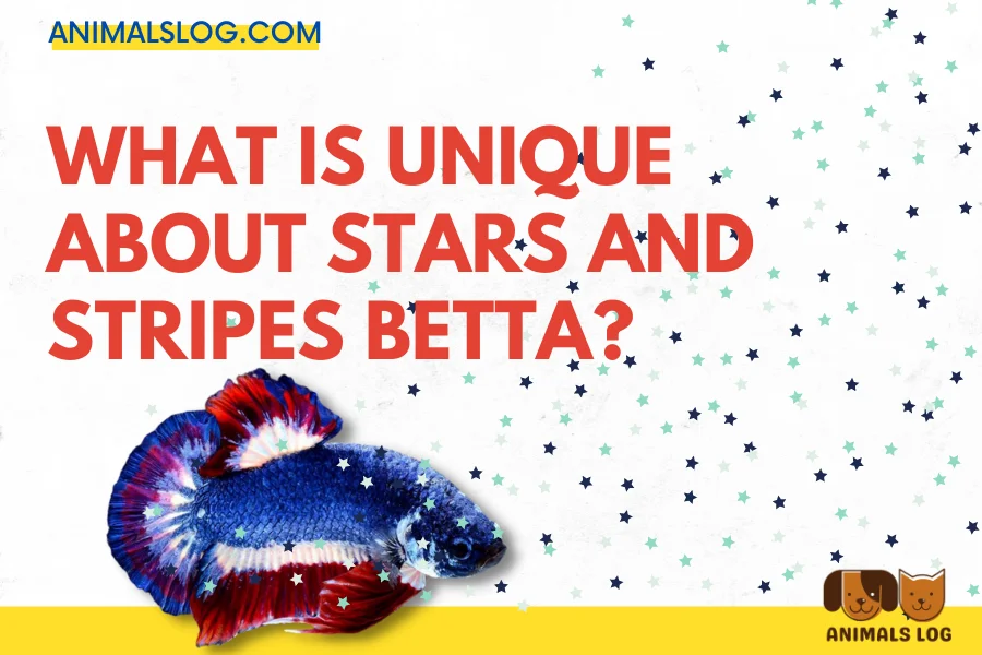 Stars And Stripes Betta