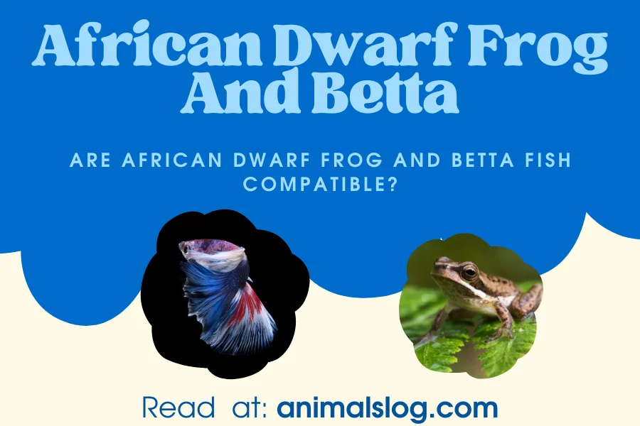 African Dwarf Frog And Betta