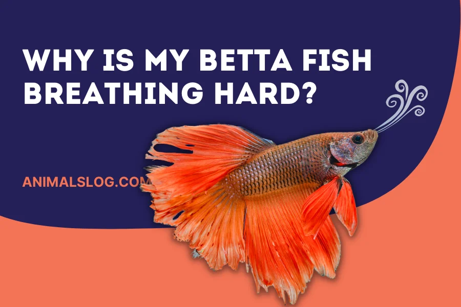 Betta Fish Breathing Hard