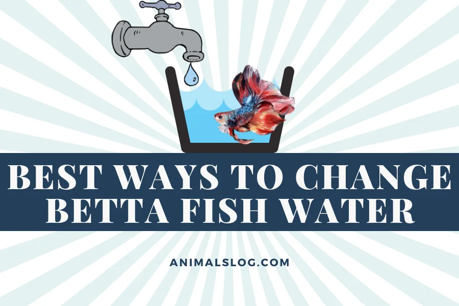 change betta fish water