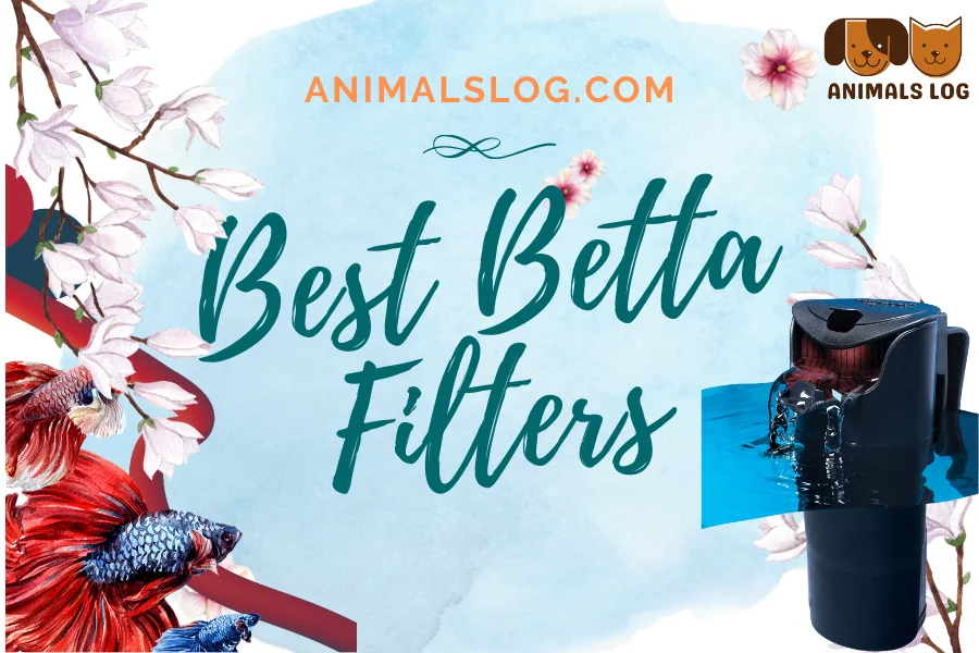 best betta filter