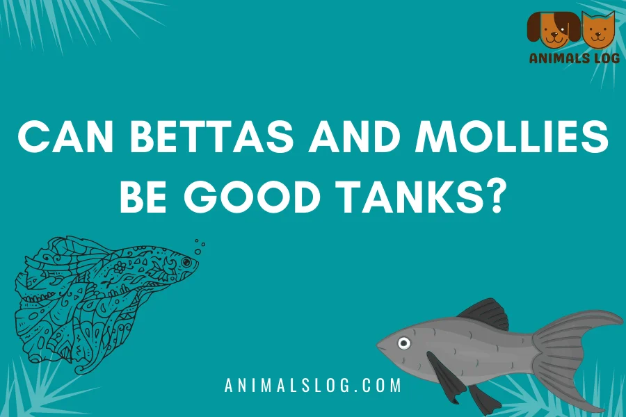 bettas and mollies