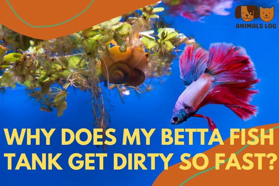 why does my betta fish tank get dirty so fast