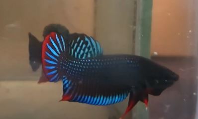 About The Cambodian Betta Fish