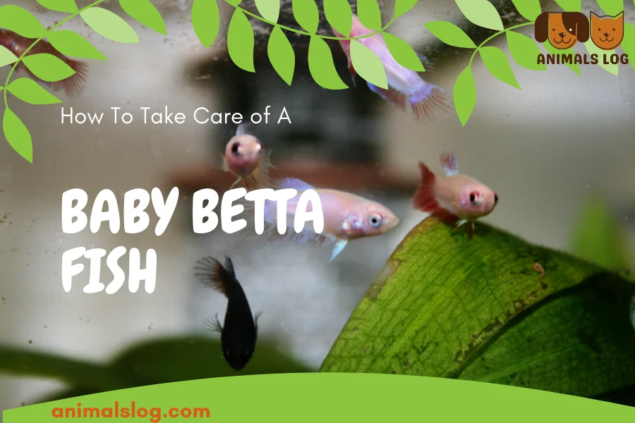 Baby Betta Fish